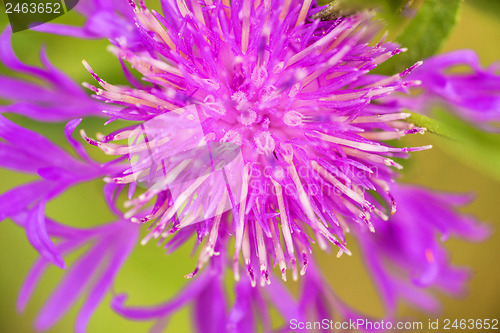 Image of knapweed bloom