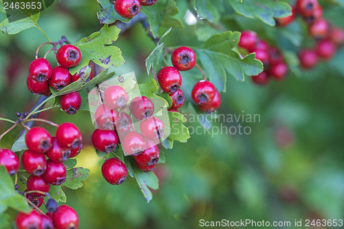 Image of Hawthorn fruits