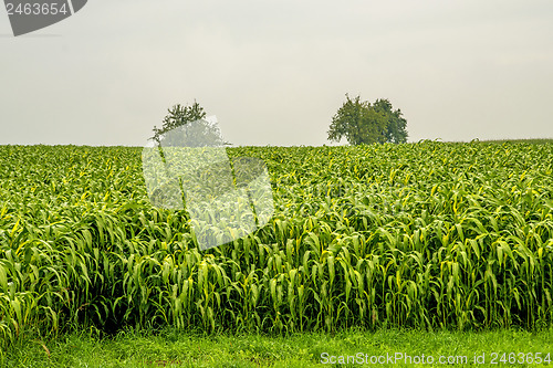 Image of Sudan grass, Sorghum sudanense, energy plant