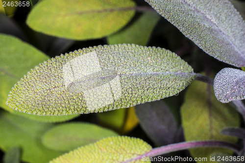 Image of sage, Salvia officinalis