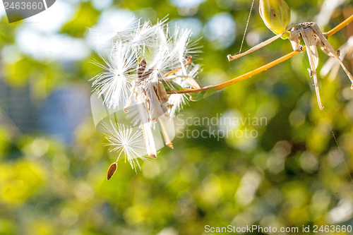Image of flying seeds