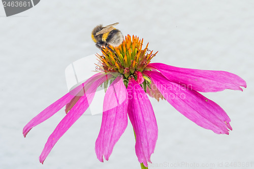 Image of cone flower, Echinacea purpurea