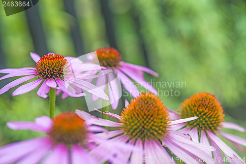 Image of cone flower, Echinacea purpurea