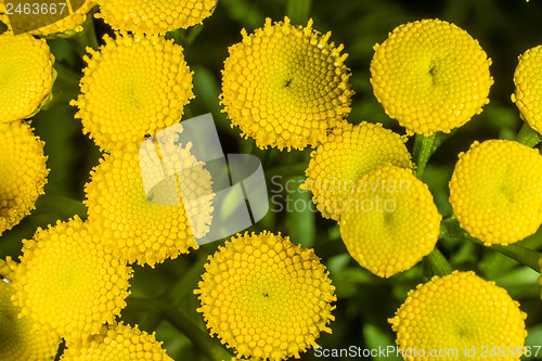 Image of Margin fern, biologically insecticide