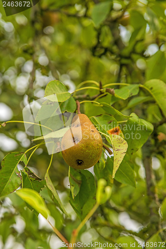 Image of blossom of a pear tree