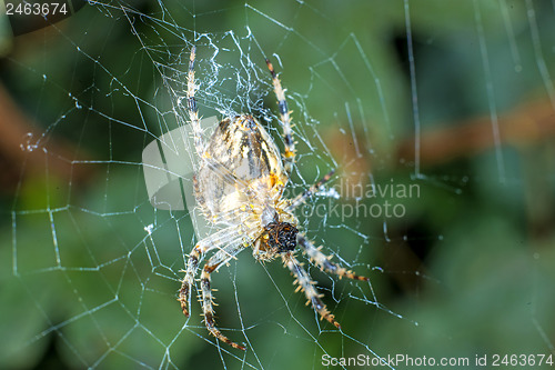 Image of garden spider, Araneus diadematus