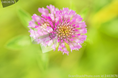 Image of Red clover, medicinal plant,Trifolium pratense