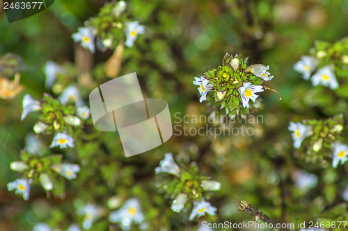 Image of Euphrasy, Euphrasia officinalis