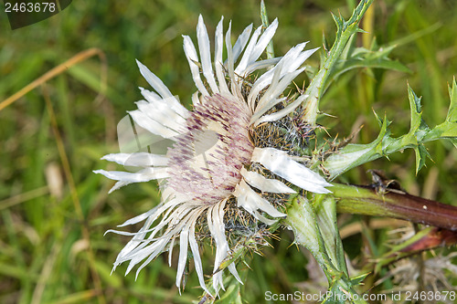 Image of Carline thistle, Carlina vulgaris