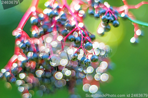 Image of elder berries