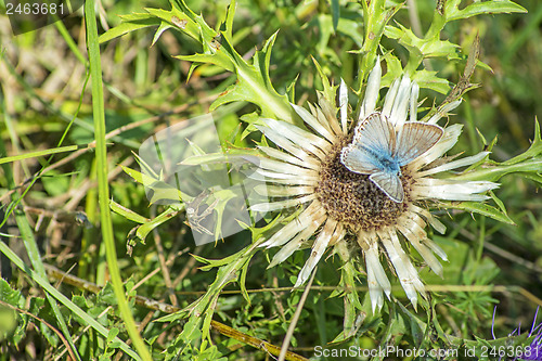 Image of Carline thistle, Carlina vulgaris