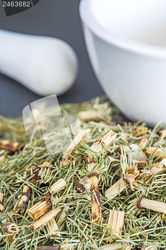 Image of horse's tail, Equisetum arvense, medicinal plant