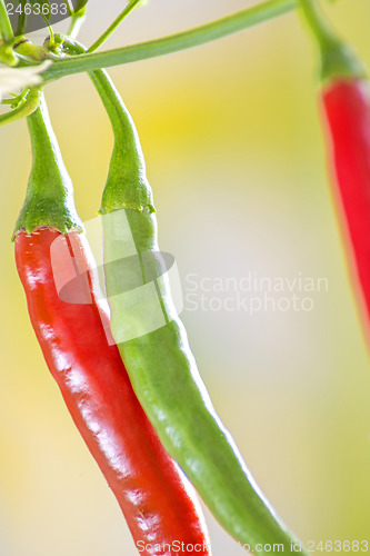 Image of red and green chili at a plant