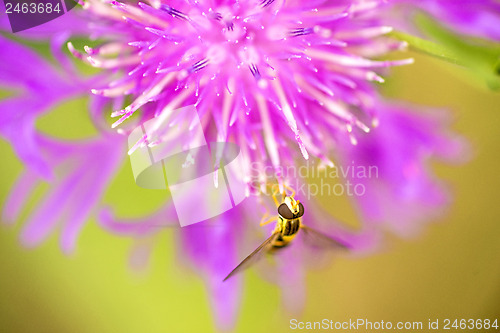 Image of knapweed bloom