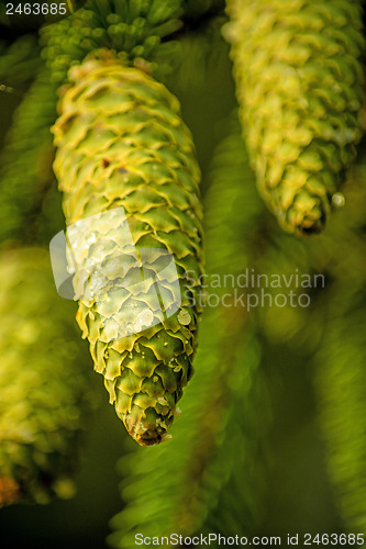 Image of Fir cone
