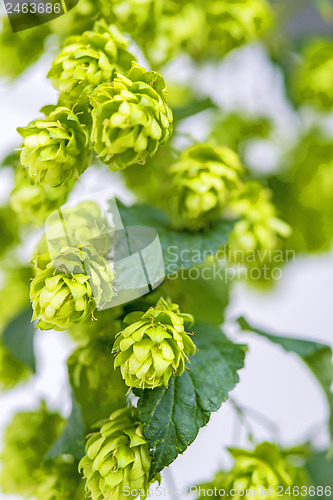 Image of hops