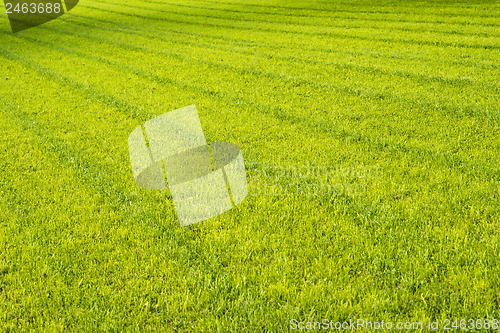 Image of fresh cut sports ground