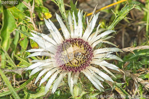 Image of Carline thistle, Carlina vulgaris