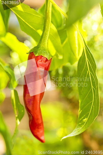 Image of chili at a plant