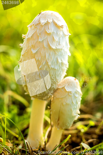 Image of Father and son mushroom