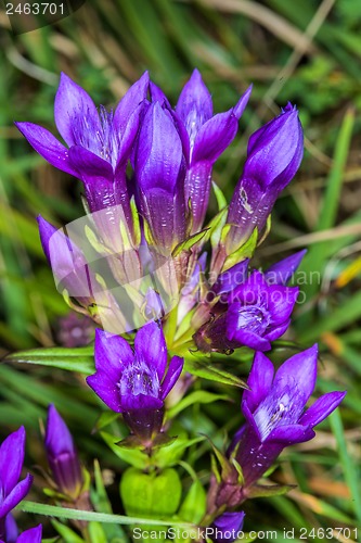 Image of Knabenkraut, heimische Orchidee