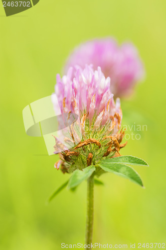 Image of Red clover, medicinal plant,Trifolium pratense