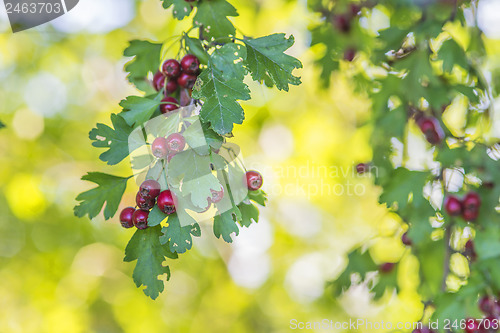 Image of Hawthorn fruits