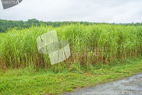 Image of  switch grass, Miscanthus