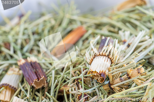 Image of horse's tail, Equisetum arvense, medicinal plant