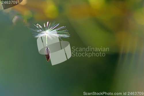 Image of flying seeds