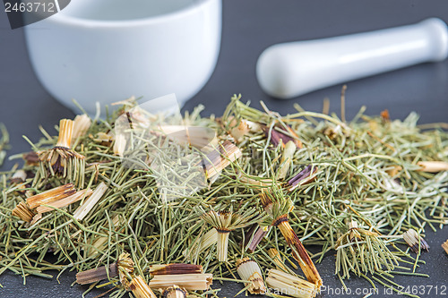 Image of horse's tail, Equisetum arvense, medicinal plant