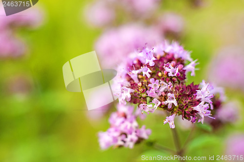 Image of oregano, wild marjoram