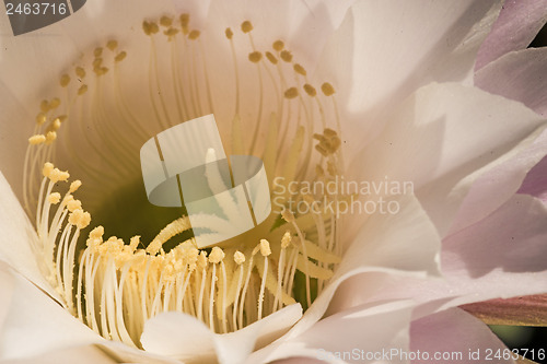 Image of macro of a cactus bloom