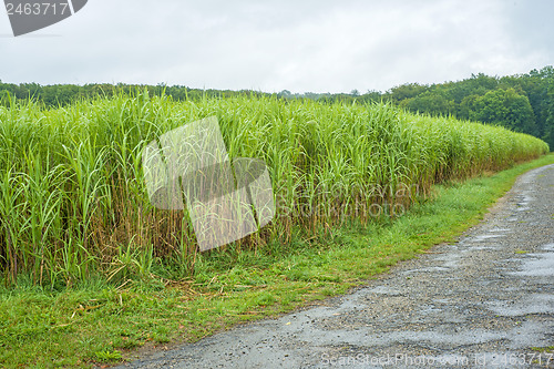 Image of  switch grass, Miscanthus