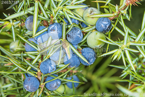 Image of juniper berries