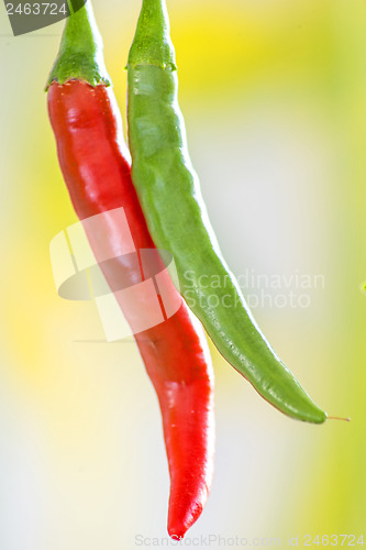 Image of red and green chili at a plant