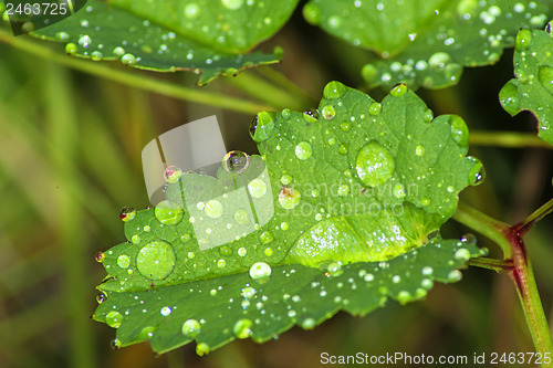 Image of leaf with rain drops
