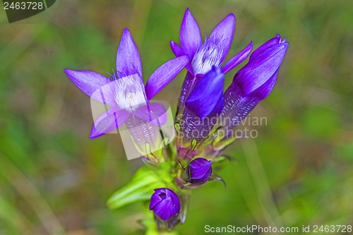 Image of Knabenkraut, heimische Orchidee