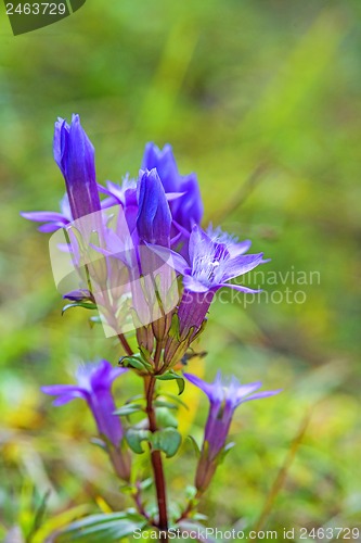 Image of Knabenkraut, heimische Orchidee