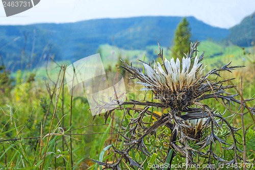 Image of  Silberdistel, Carlina acaulis, auf der Schw?bischen Alb