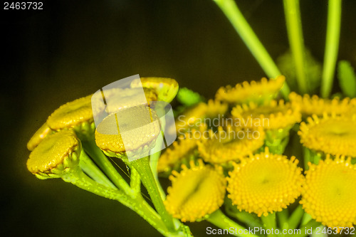 Image of Margin fern, biologically insecticide