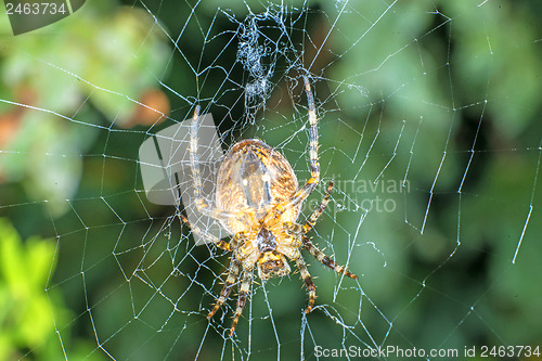 Image of garden spider, Araneus diadematus