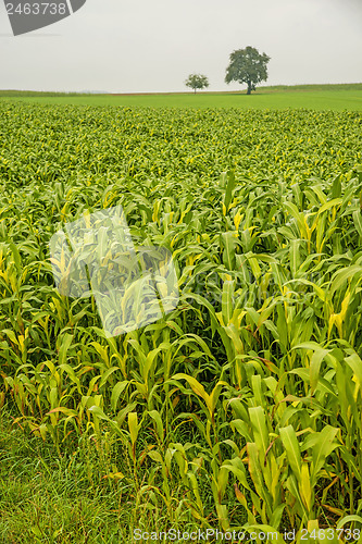 Image of Sudan grass, Sorghum sudanense, energy plant