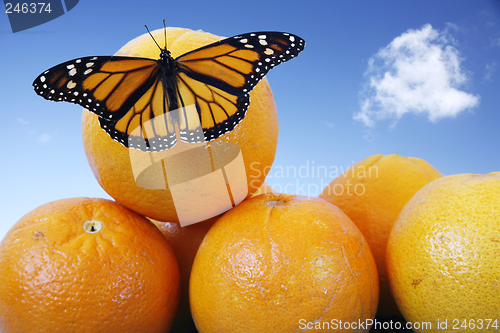 Image of Butterfly on Oranges