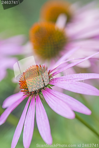 Image of coneflower, Echinacea purpurea