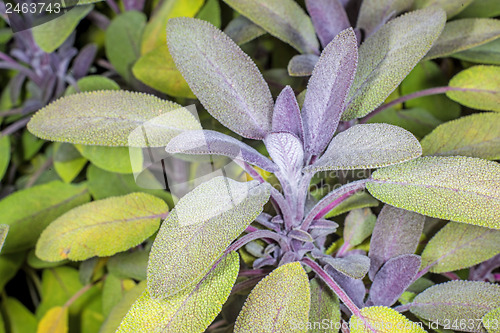 Image of sage, Salvia officinalis