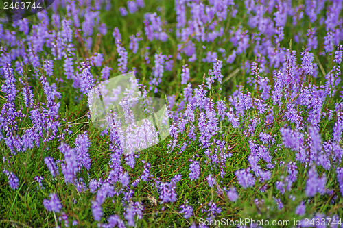 Image of Heather, Calluna vulgaris