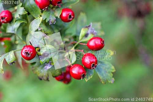 Image of Hawthorn fruits