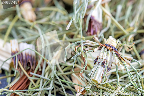 Image of horse's tail, Equisetum arvense, medicinal plant