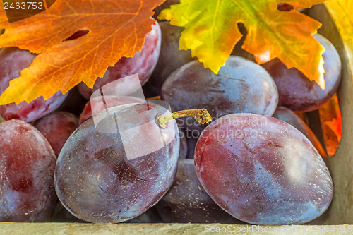 Image of damson with autumnal leaves